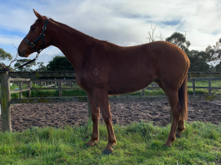 Star Turn, Sebring and Winning Rupert | Thoroughbred Sales