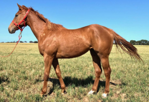 Reward For Effort x River Bypass Filly