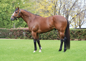 Pariah (by Redoute’s Choice)