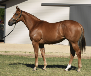 Impending x Erin's Element Filly