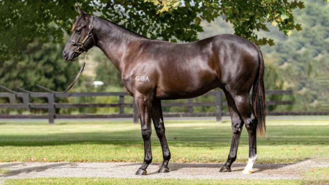 Feature Horse of the Week – Deep Impact Colt