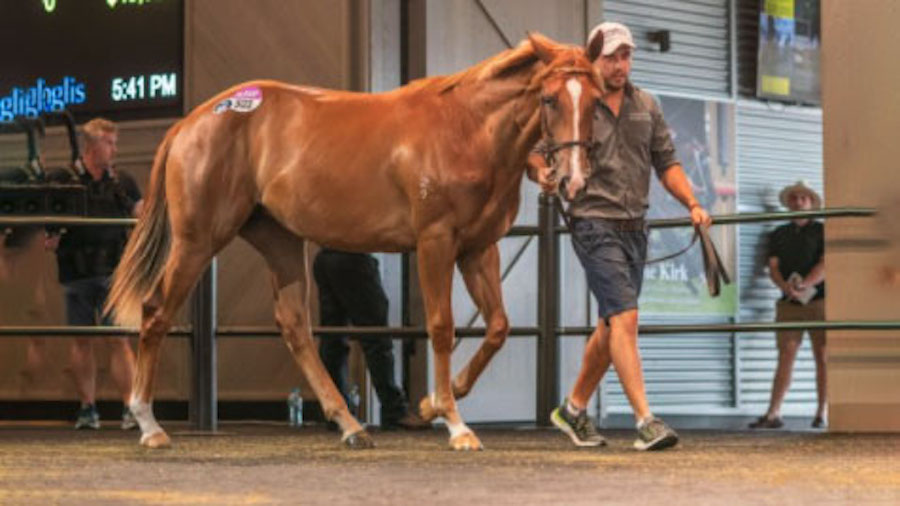 Feature Horse of the Week – Star Turn Filly