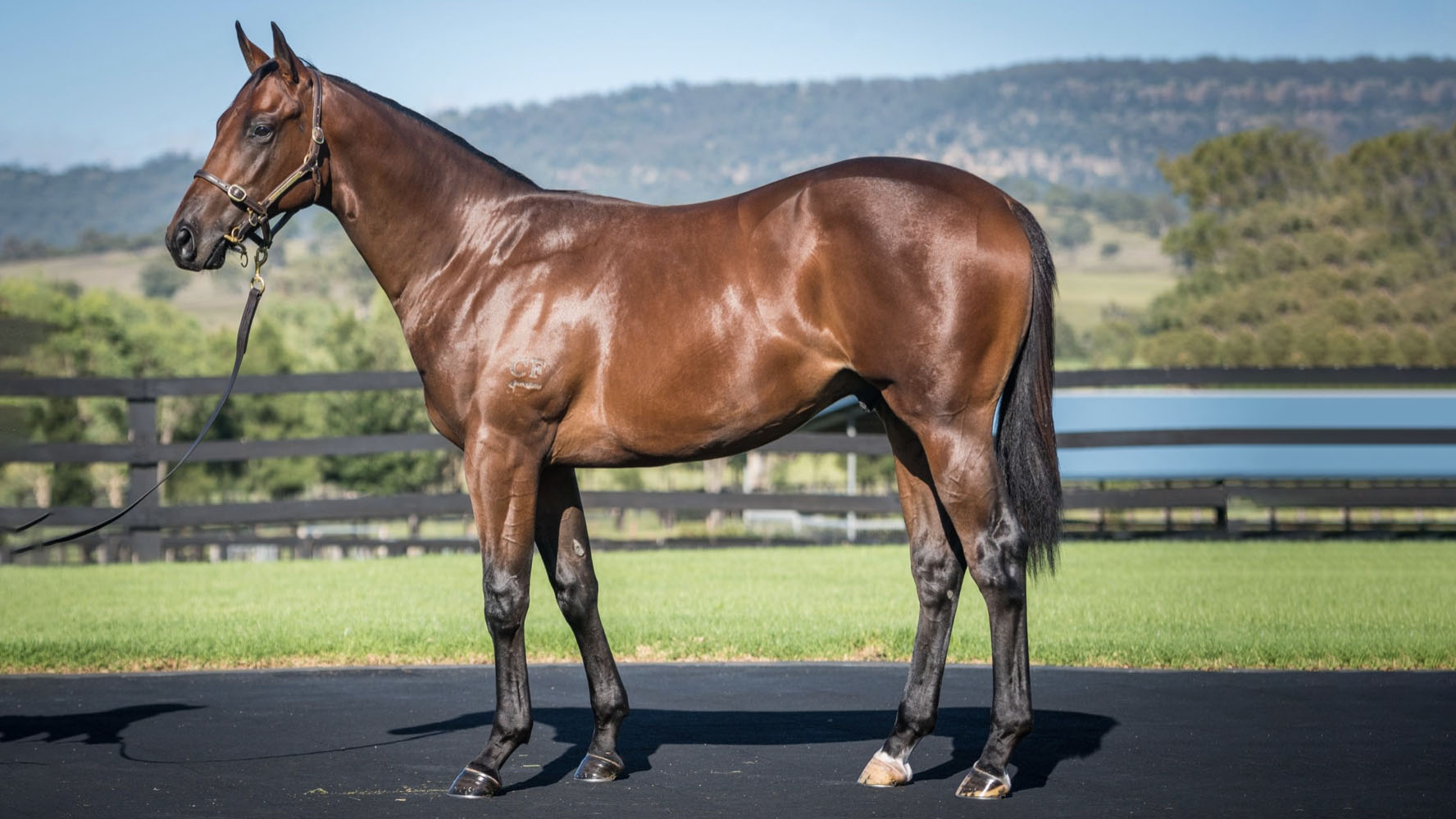 Feature Horse Of The Week – Headwater Colt