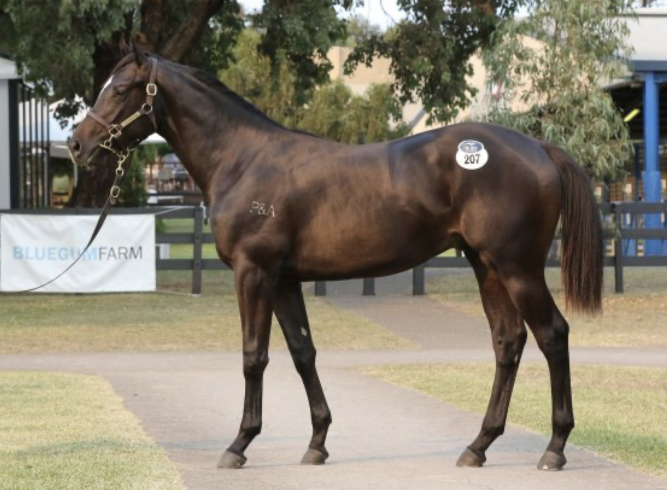 Feature Horse of the Week – Lonhro Colt