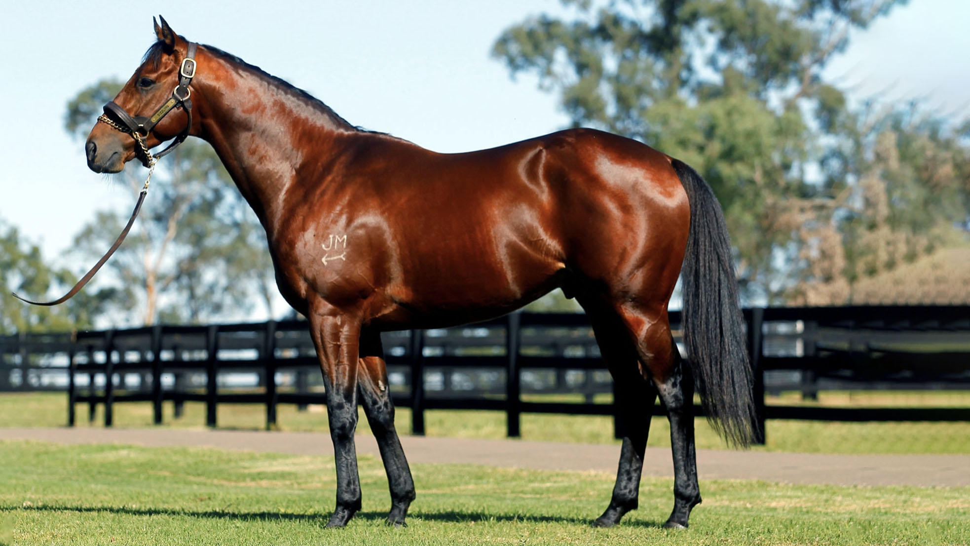 Sire Profile – Sizzling
