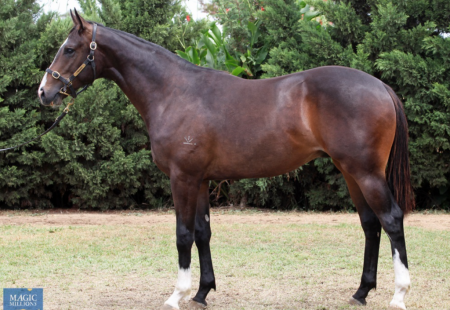 26++ Racehorse stables for sale qld information