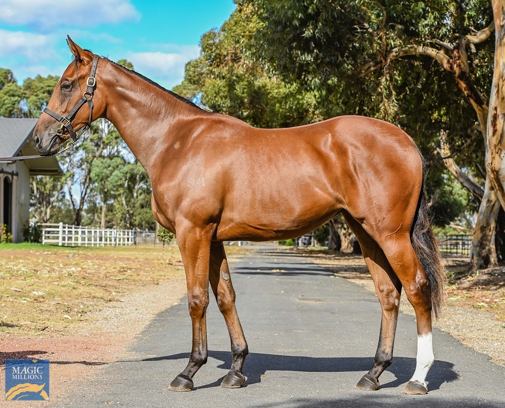 Feature Horse of the Week – Fighting Sun x Fine Bubbles