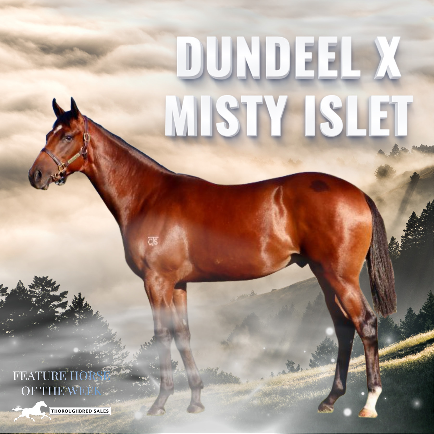 Feature Horse of the Week – Dundeel Colt
