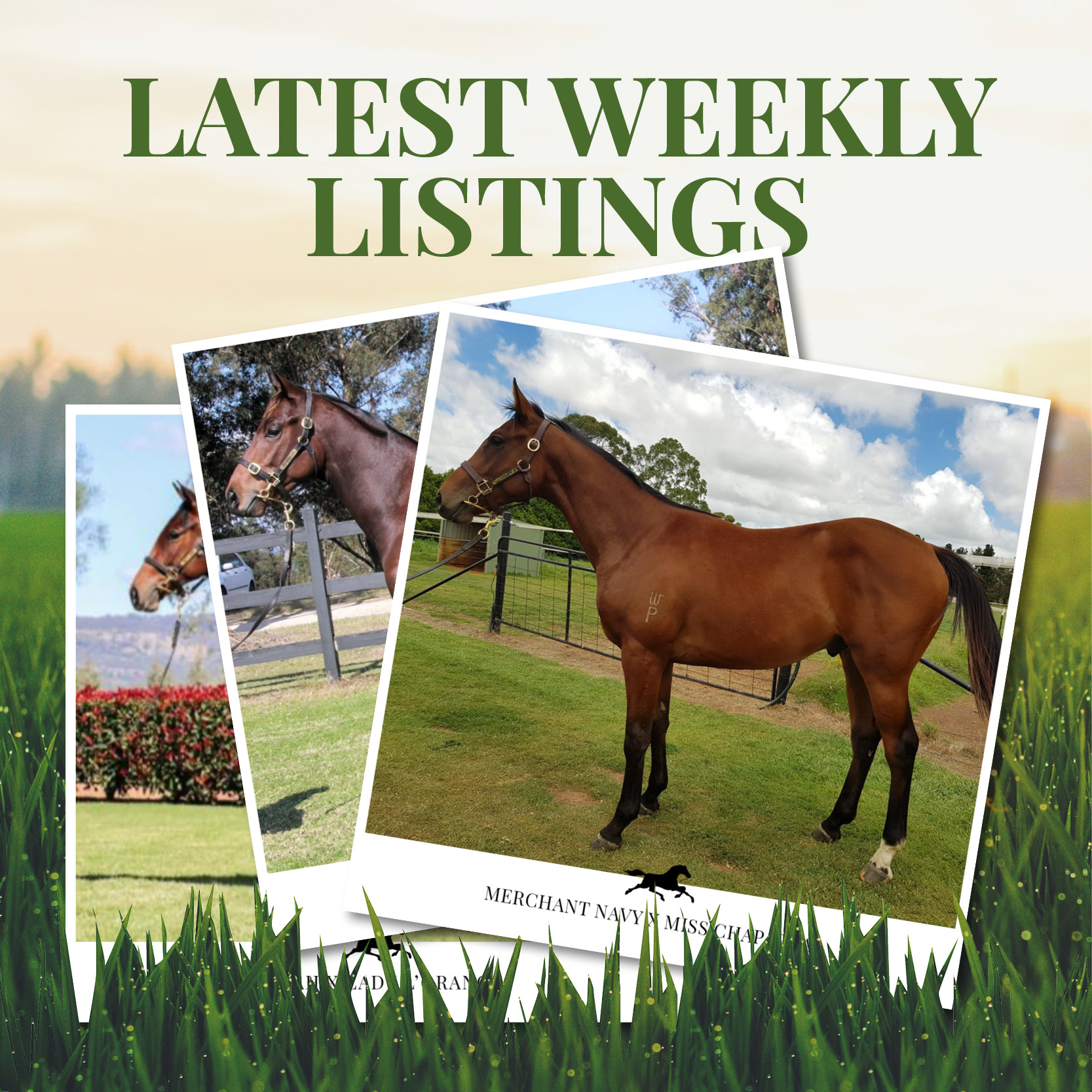 Latest Weekly Listings – Merchant Navy, Charge Forward and Pariah
