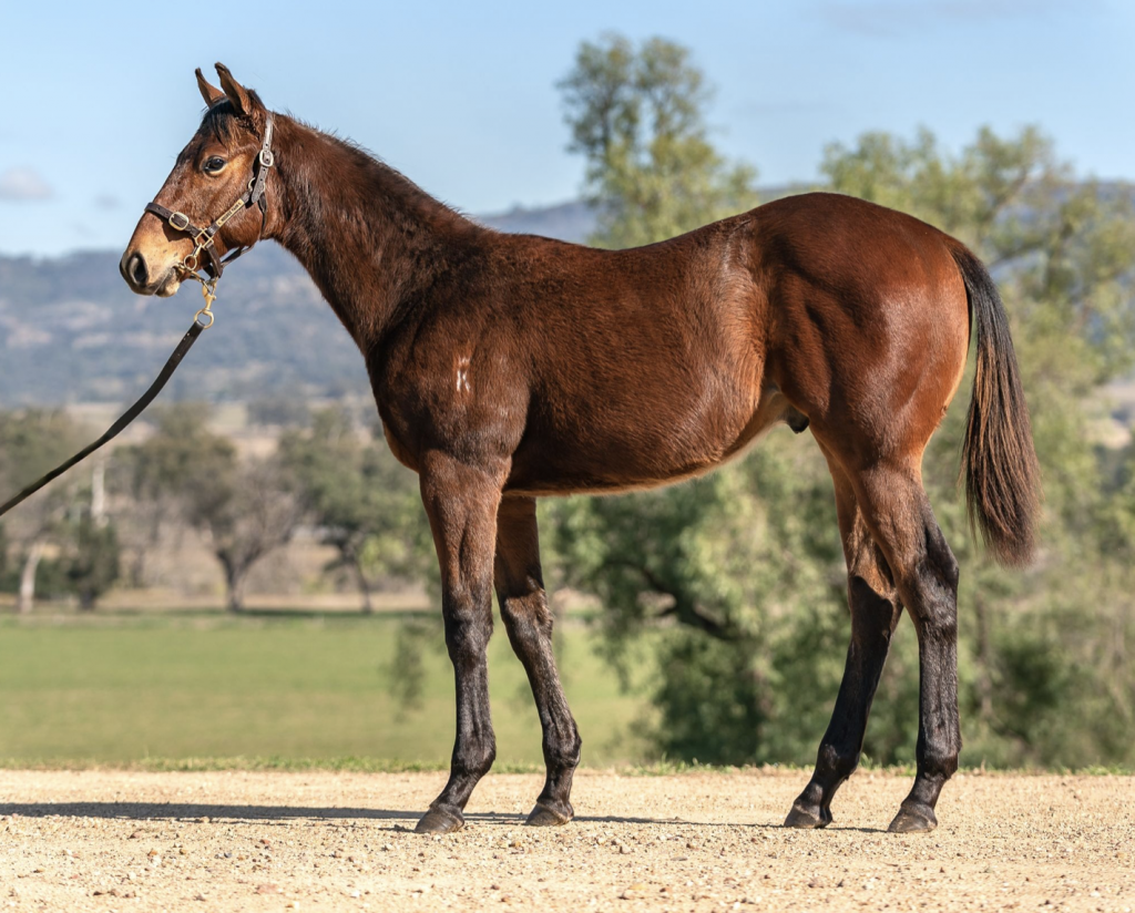 Stable Spotlight - Hazel Park | Thoroughbred Sales