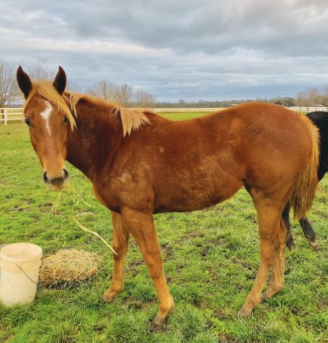 Stable Spotlight - Hazel Park | Thoroughbred Sales