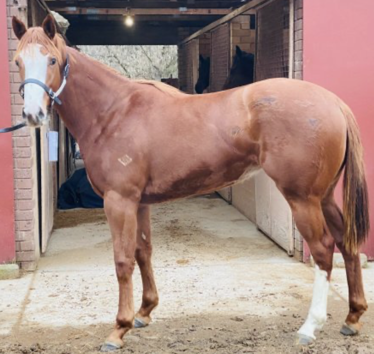 Stable Spotlight - Hazel Park | Thoroughbred Sales