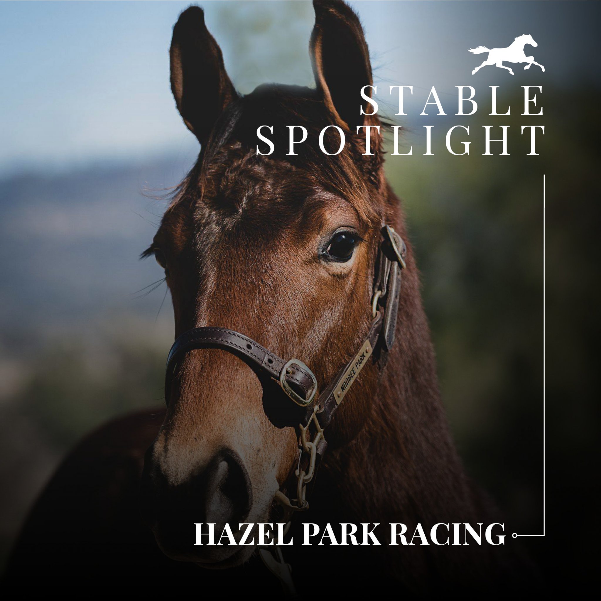 Stable Spotlight - Hazel Park | Thoroughbred Sales