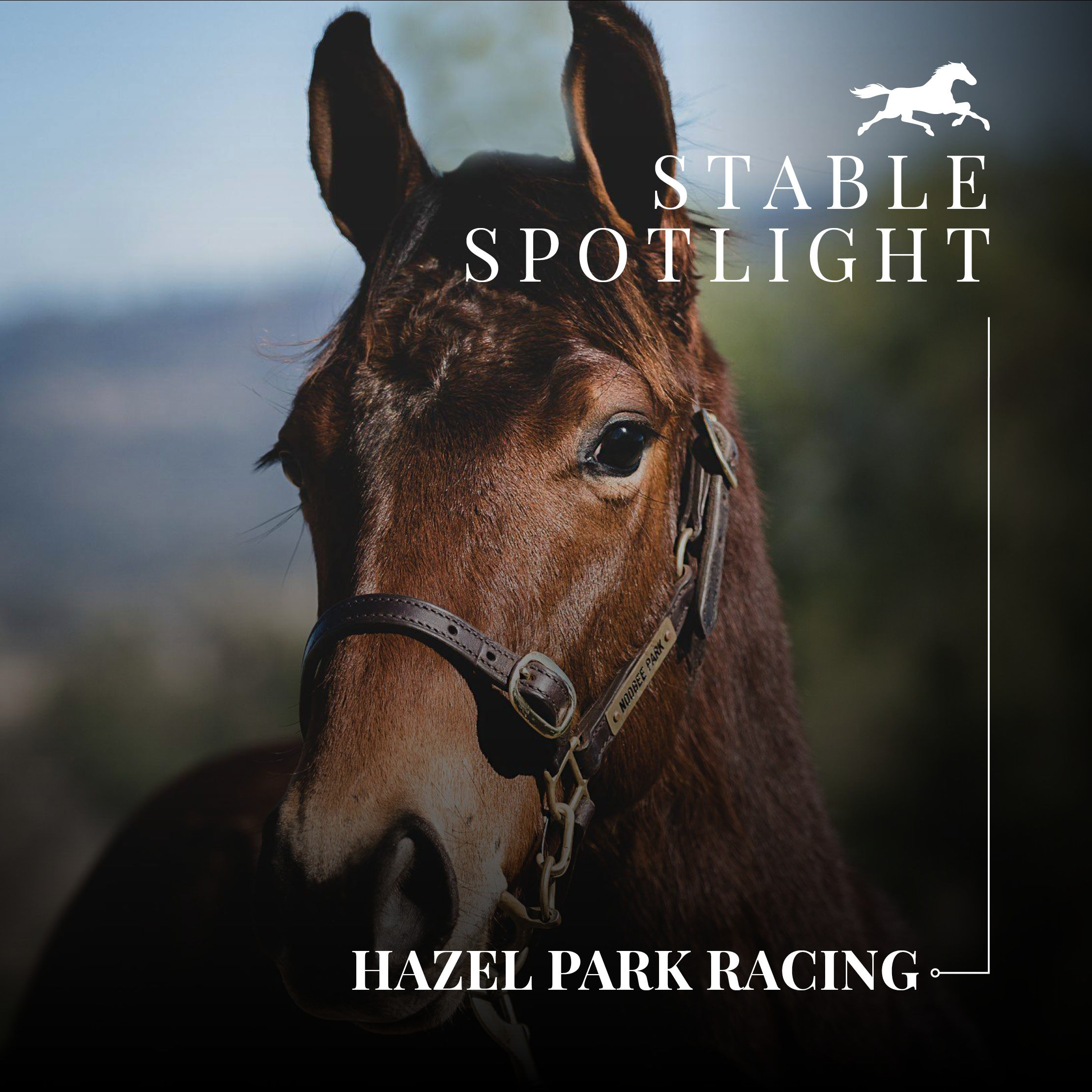 Stable Spotlight – Hazel Park