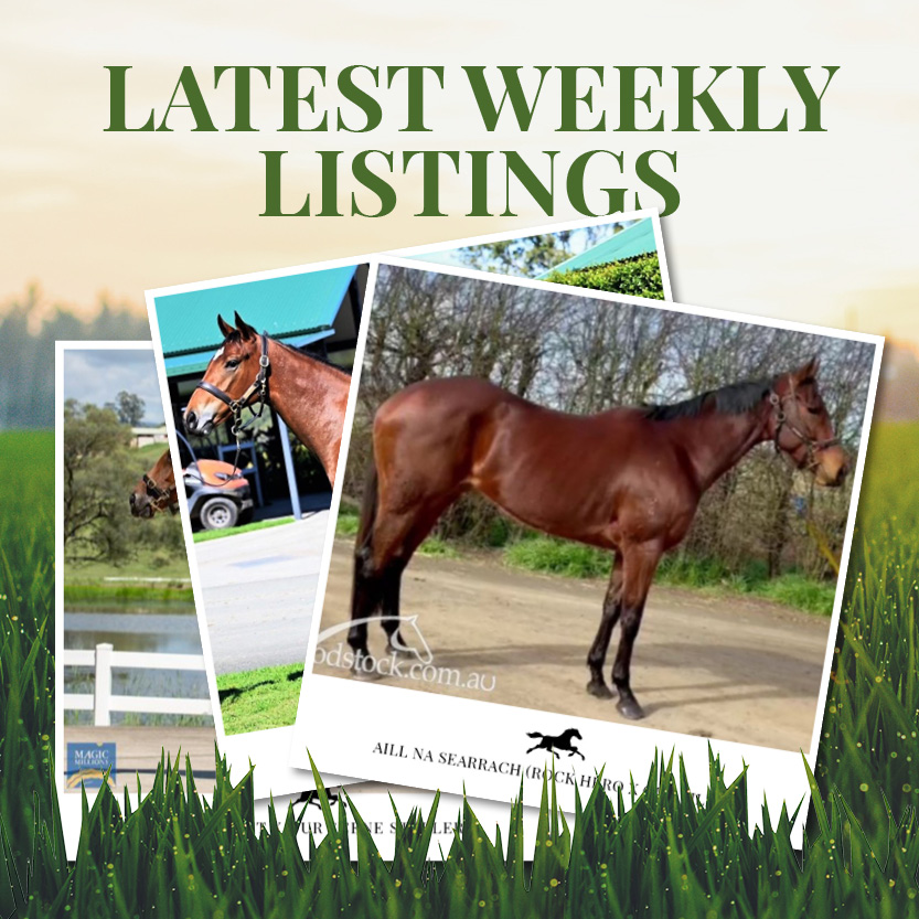 Latest Weekly Listings –   Rock Hero, Better Than Ready and Capitalist