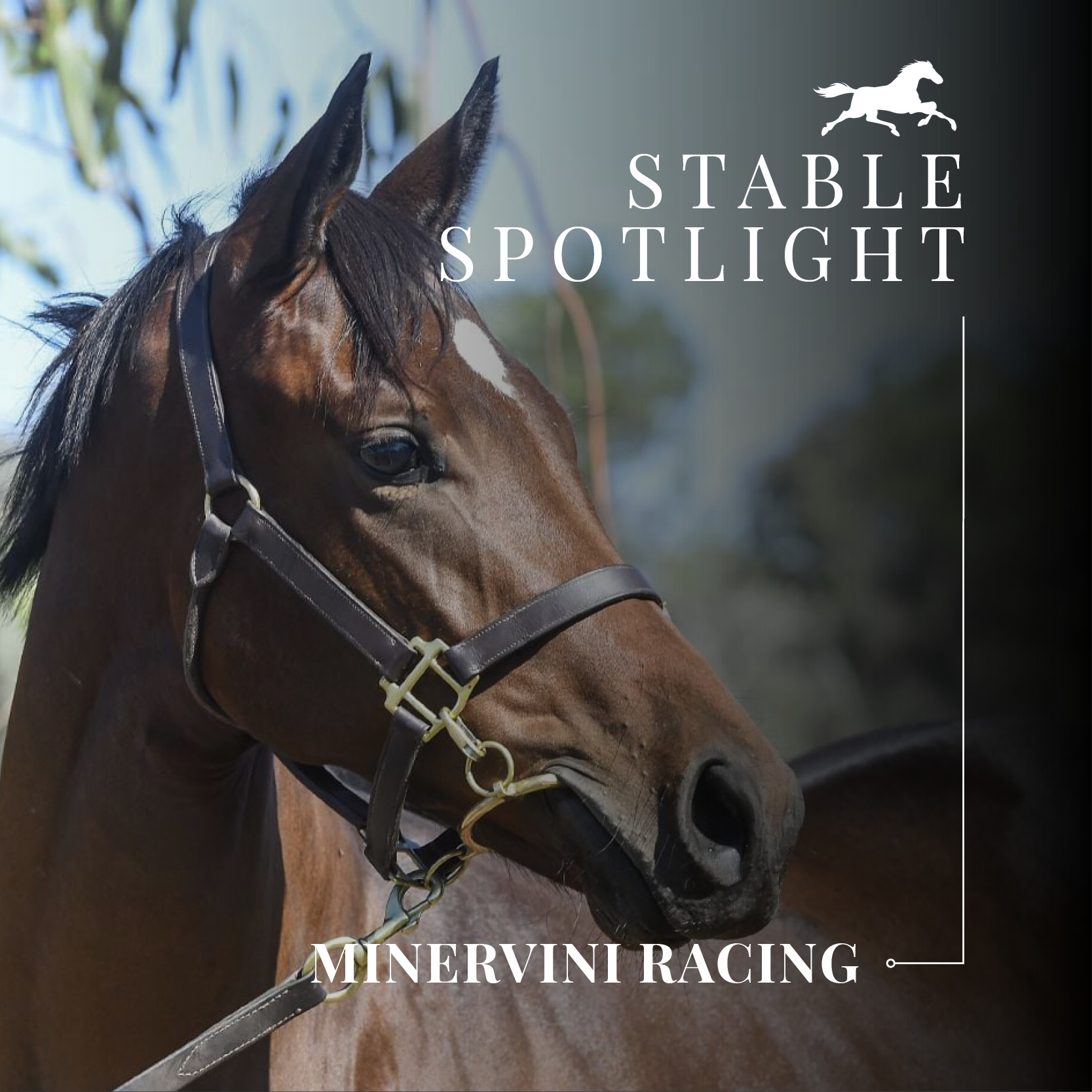 Stable Spotlight – Minervini Racing