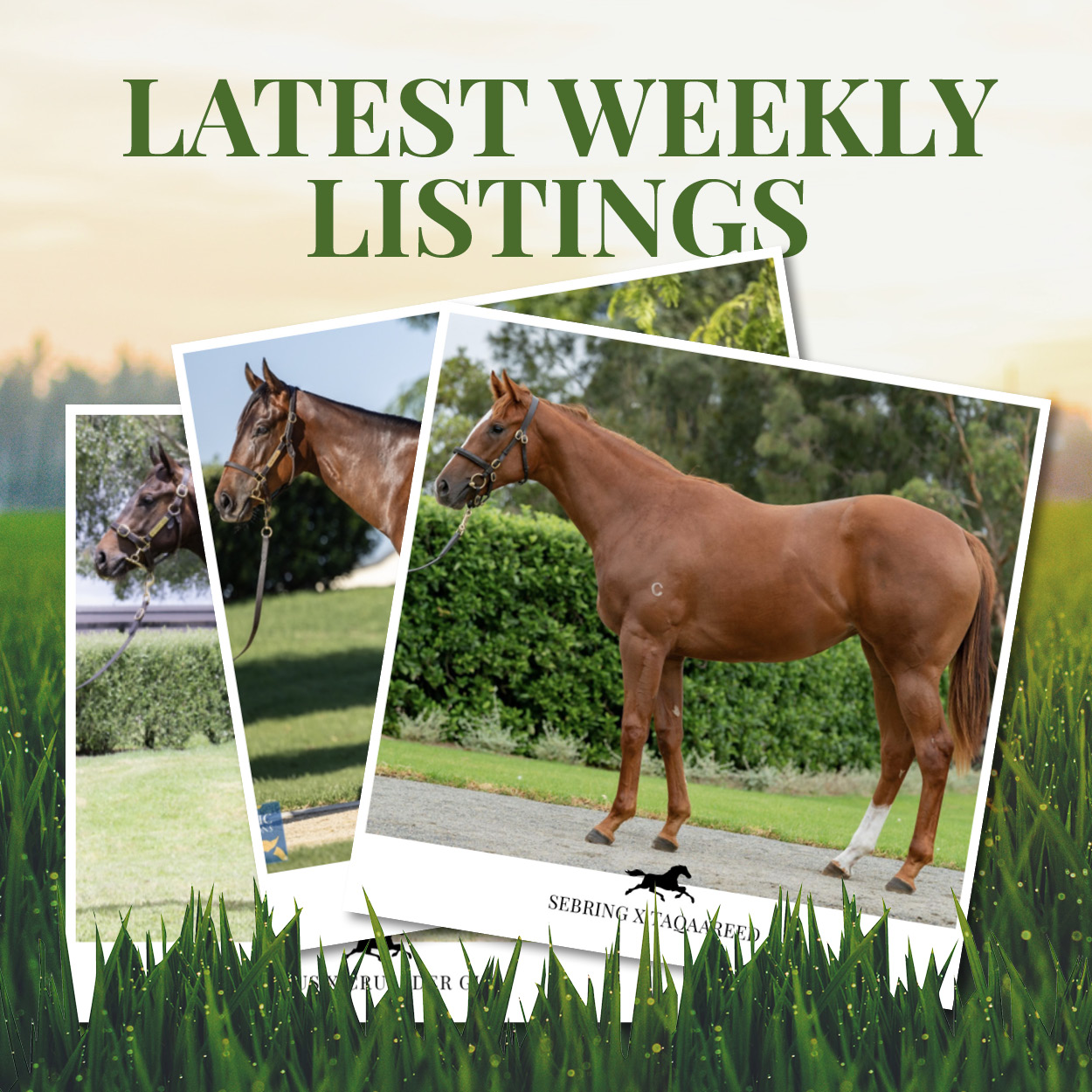 Latest Weekly Listings – Sebring, Primus and Deep Field