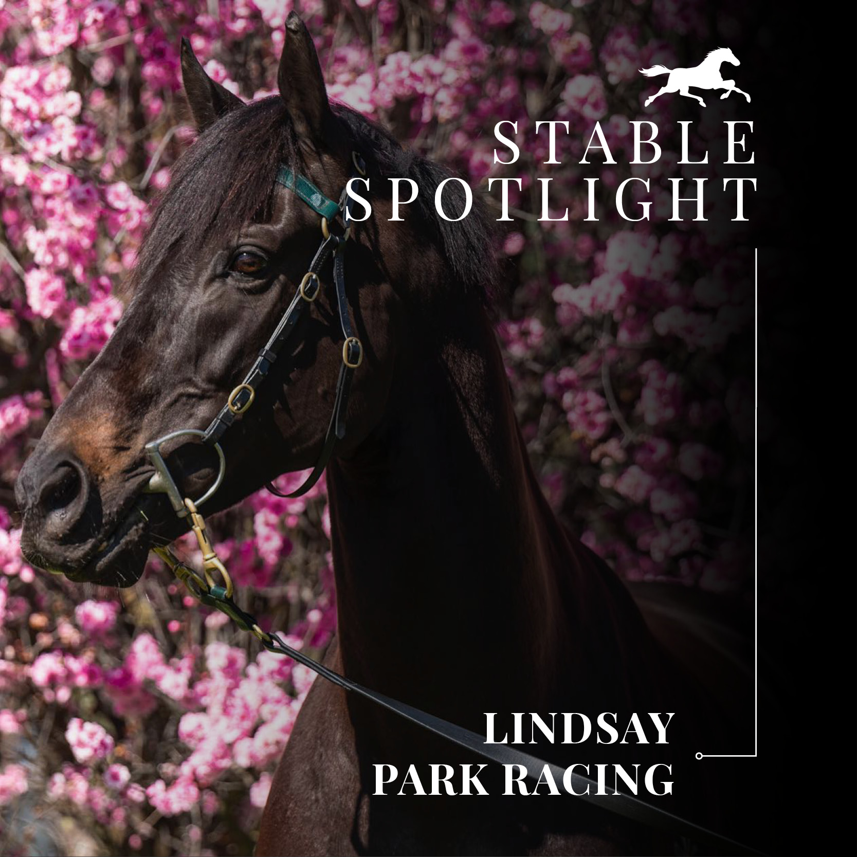 Stable Spotlight – Lindsay Park Racing