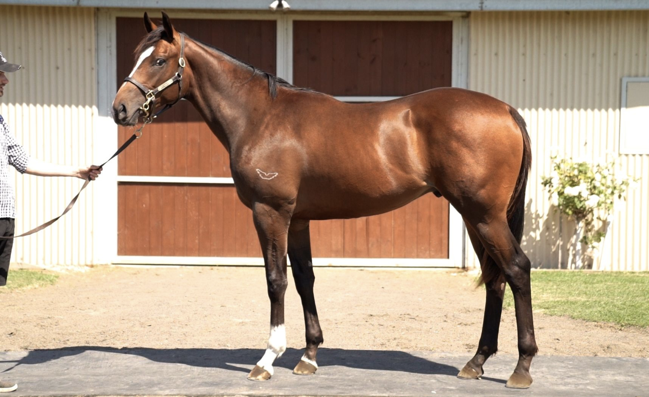 Stable Spotlight - Dream Thoroughbreds | Thoroughbred Sales