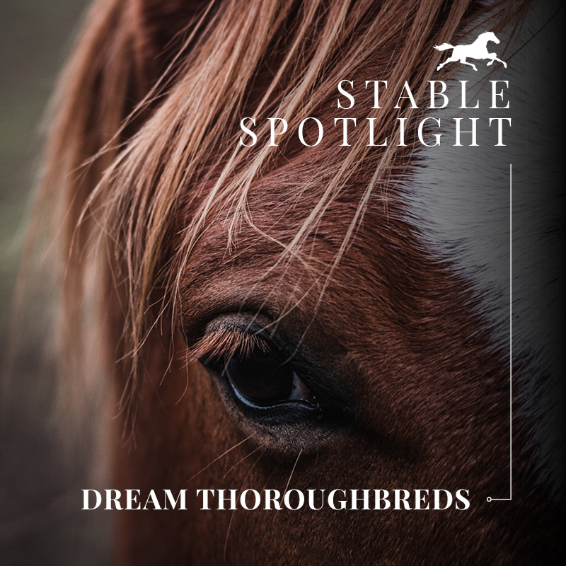 Stable Spotlight – Dream Thoroughbreds