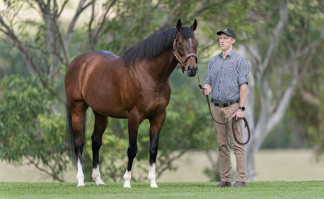 Sire Spotlight – Maurice