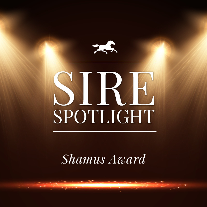 Sire Spotlight – Shamus Award
