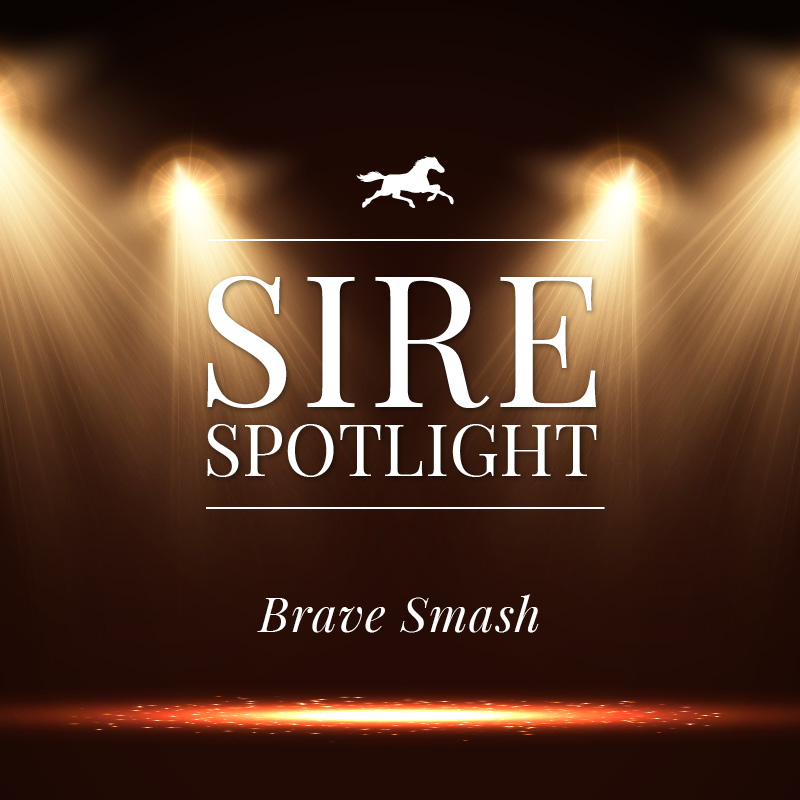 Sire Spotlight – Brave Smash