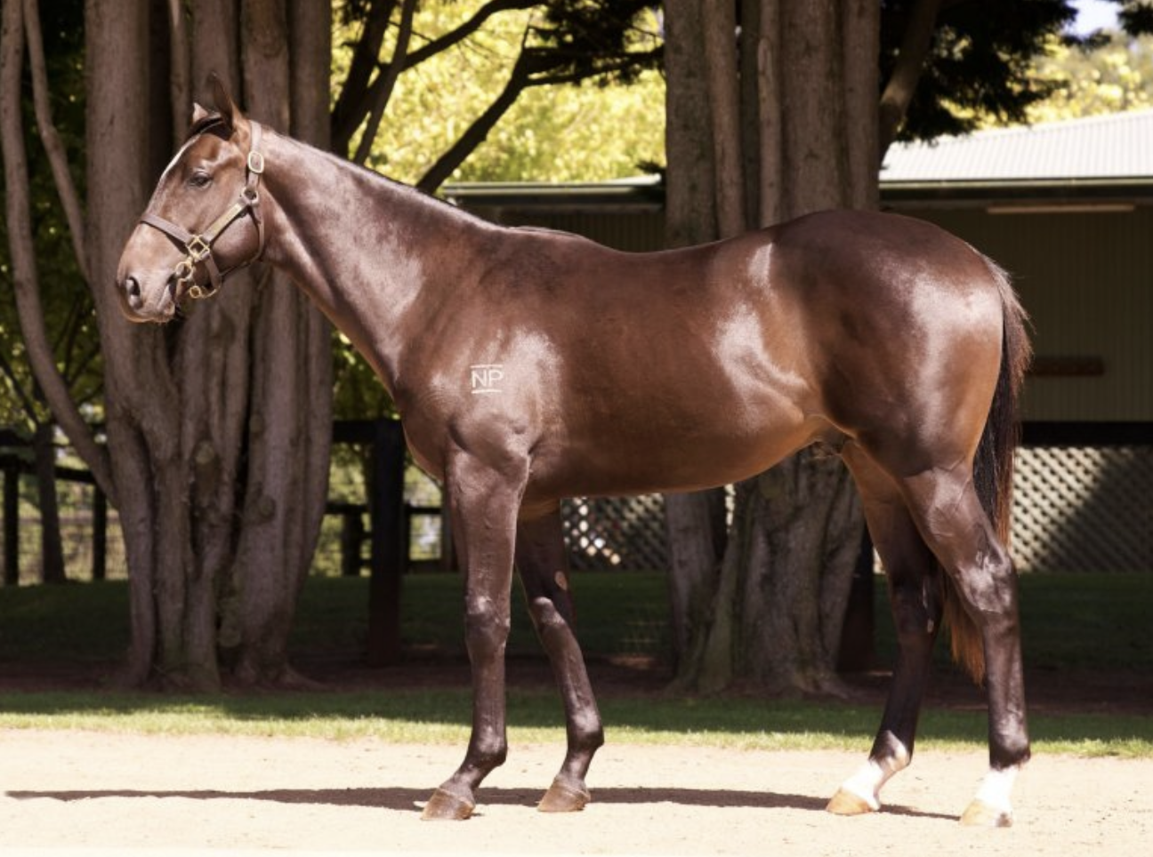 Clinton Mcdonald Racing Stable Spotlight - Clinton Mcdonald Racing | Thoroughbred Sales