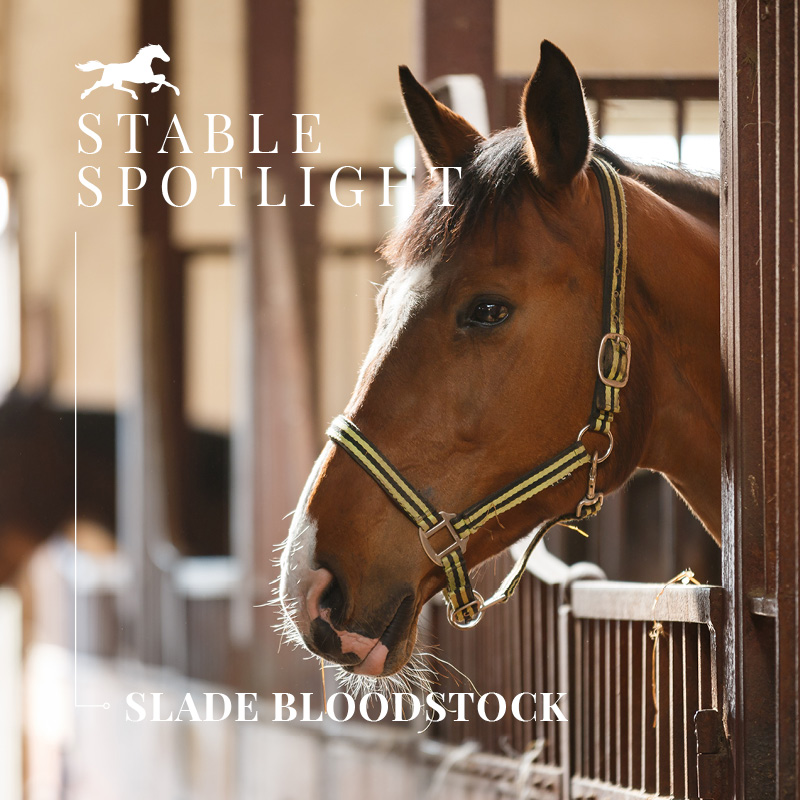Stable Spotlight – Slade Bloostock