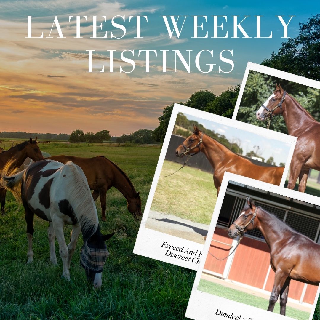 Latest Weekly Listings – Dundeel, Exceed and Excel, The Autumn Sun
