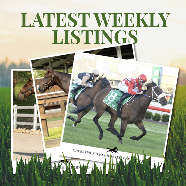 Latest Weekly Listings – Brazen Beau, Lionhearted and Smart Missile