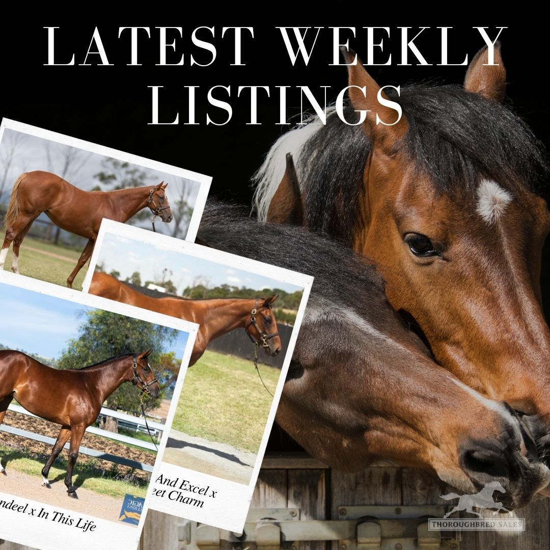 Latest Weekly Listings – Dundeel, Russian Revolution and Exceed and Excel