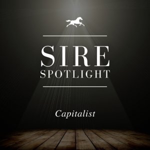 Sire Spotlight - Capitalist