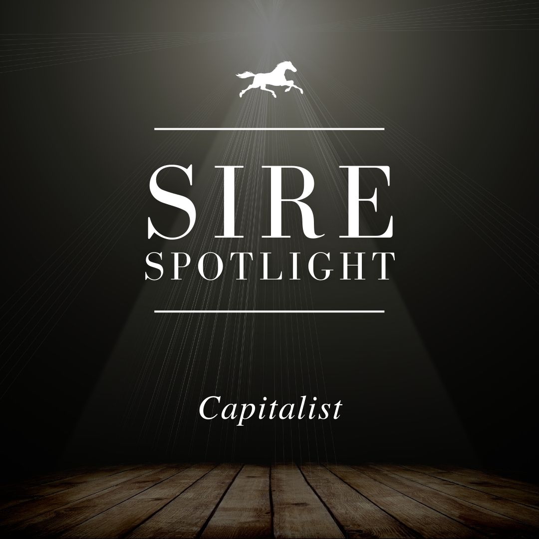 Sire Spotlight – Capitalist