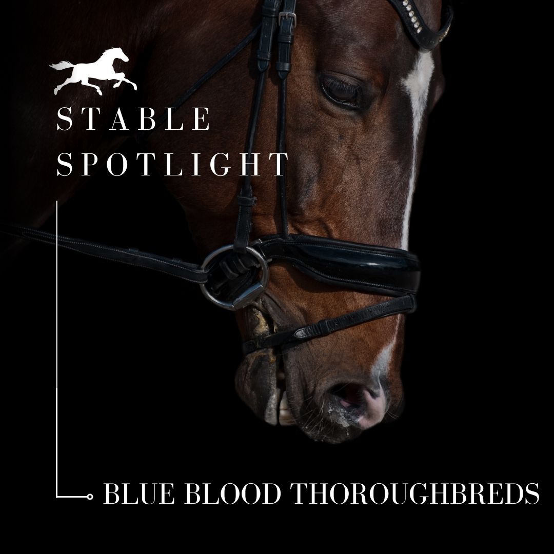 Stable Spotlight – BlueBlood Thoroughbreds