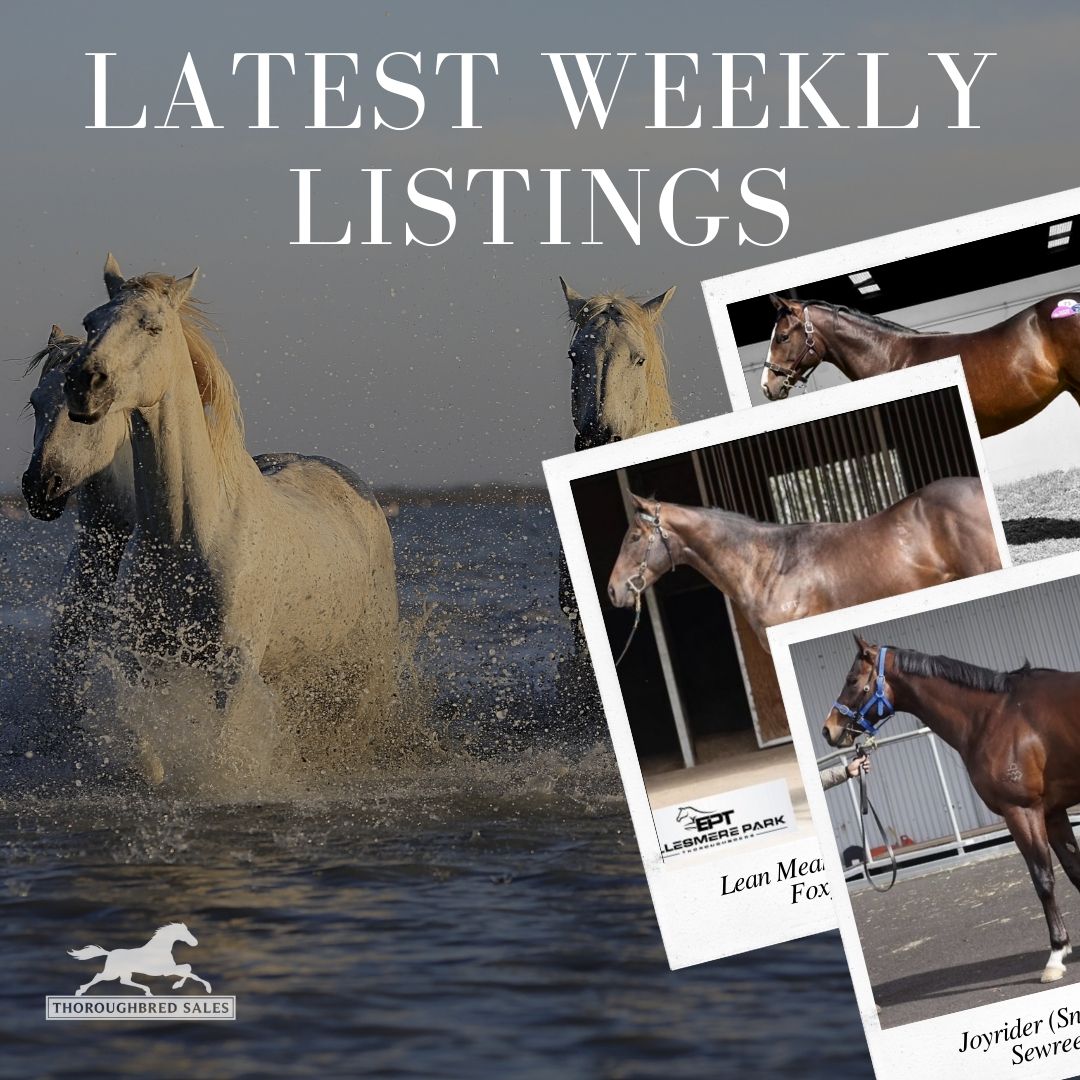 Latest Weekly Listings – Snitzel, Lean Mean Machine and Rubick