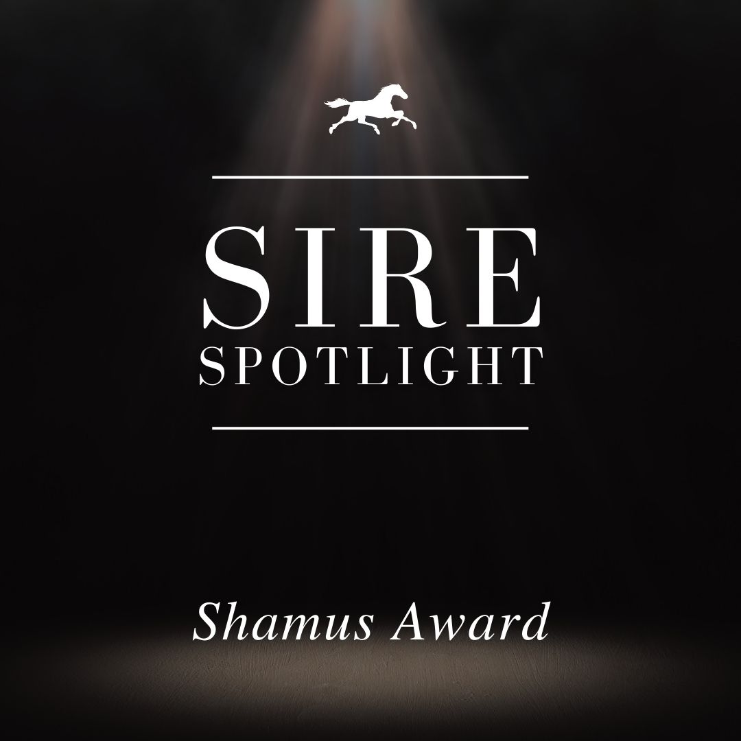 Sire Spotlight – Shamus Award