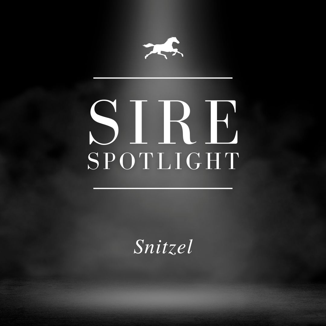 Sire Spotlight – Snitzel