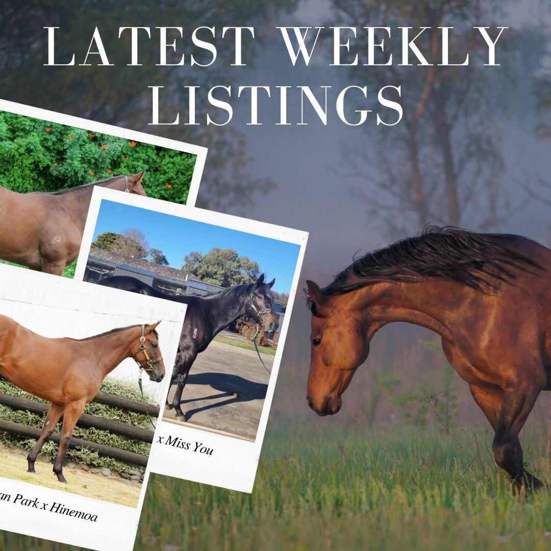 Latest Weekly Listings – Snitzel, Sweynesse and Ocean Park