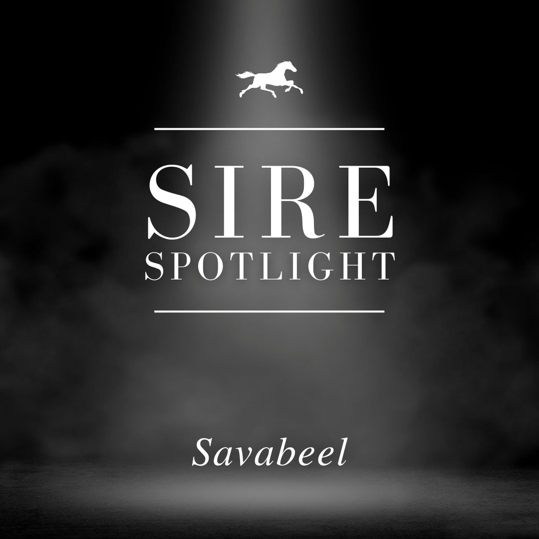 Sire Spotlight – Savabeel