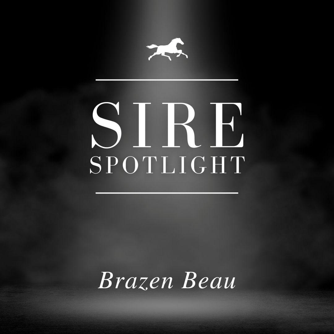 Sire Spotlight – Brazen Beau