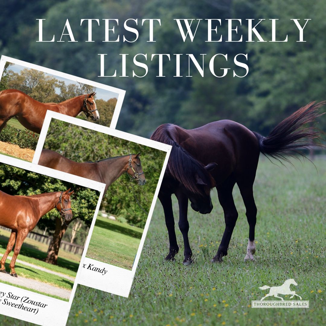 Latest Weekly Listings – Zoustar, Alpine Eagle and Trapeze Artist
