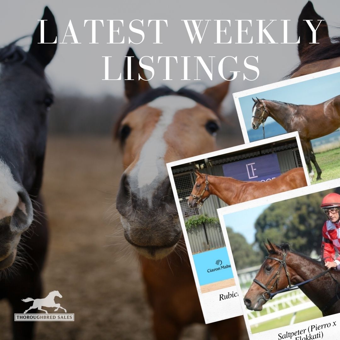 Latest Weekly Listings – Pierro, Rubick and Better Than Ready