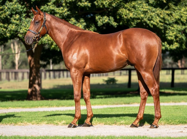 Zoustar, Alpine Eagle and Trapeze Artist | Thoroughbred Sales