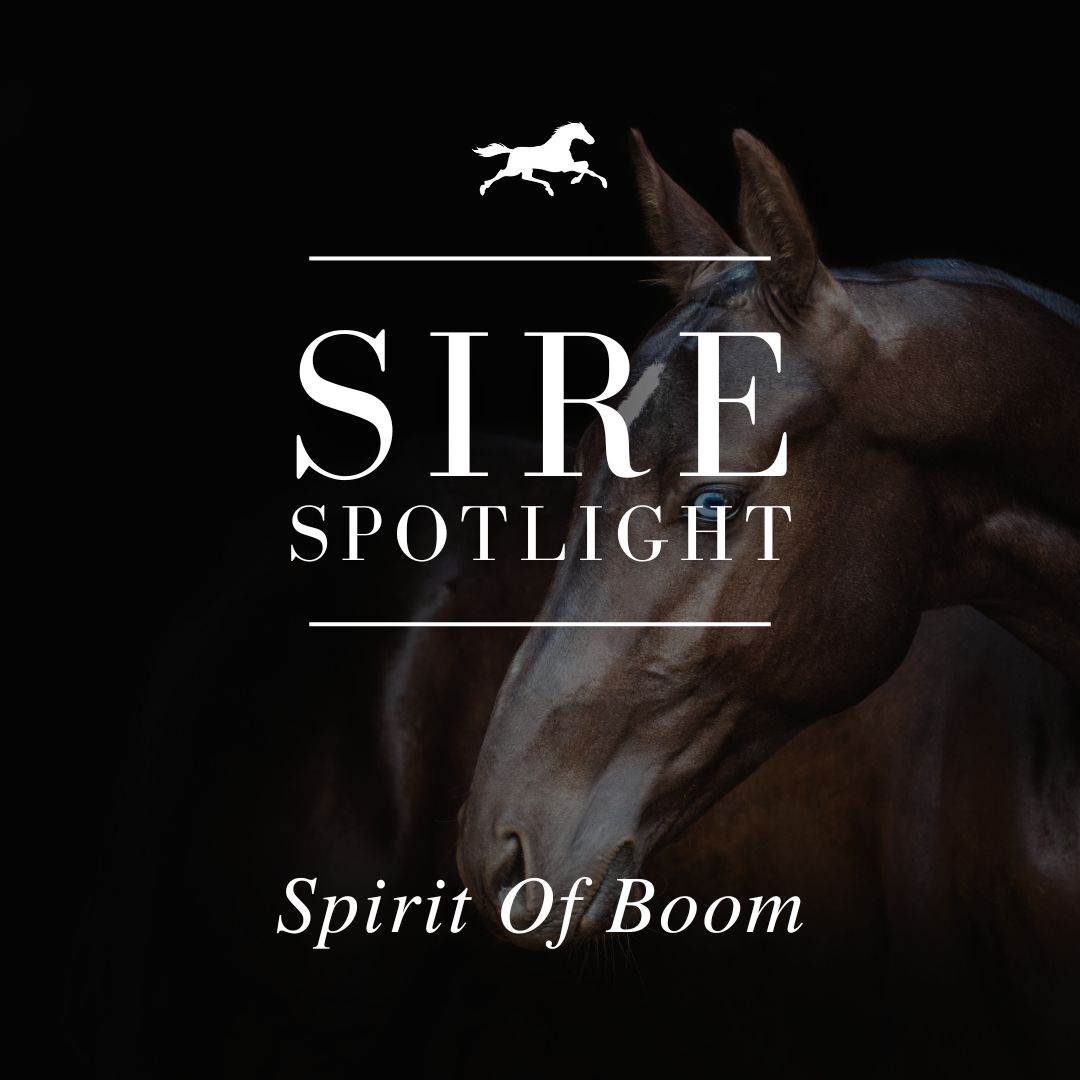 Sire Spotlight – Spirit Of Boom