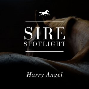 Sire Spotlight - Harry Angel
