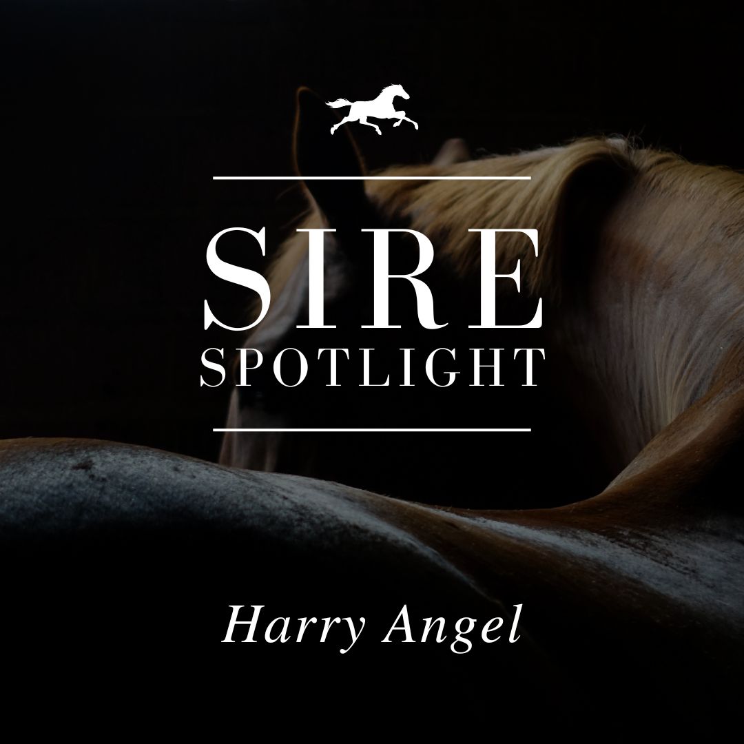Sire Spotlight – Harry Angel