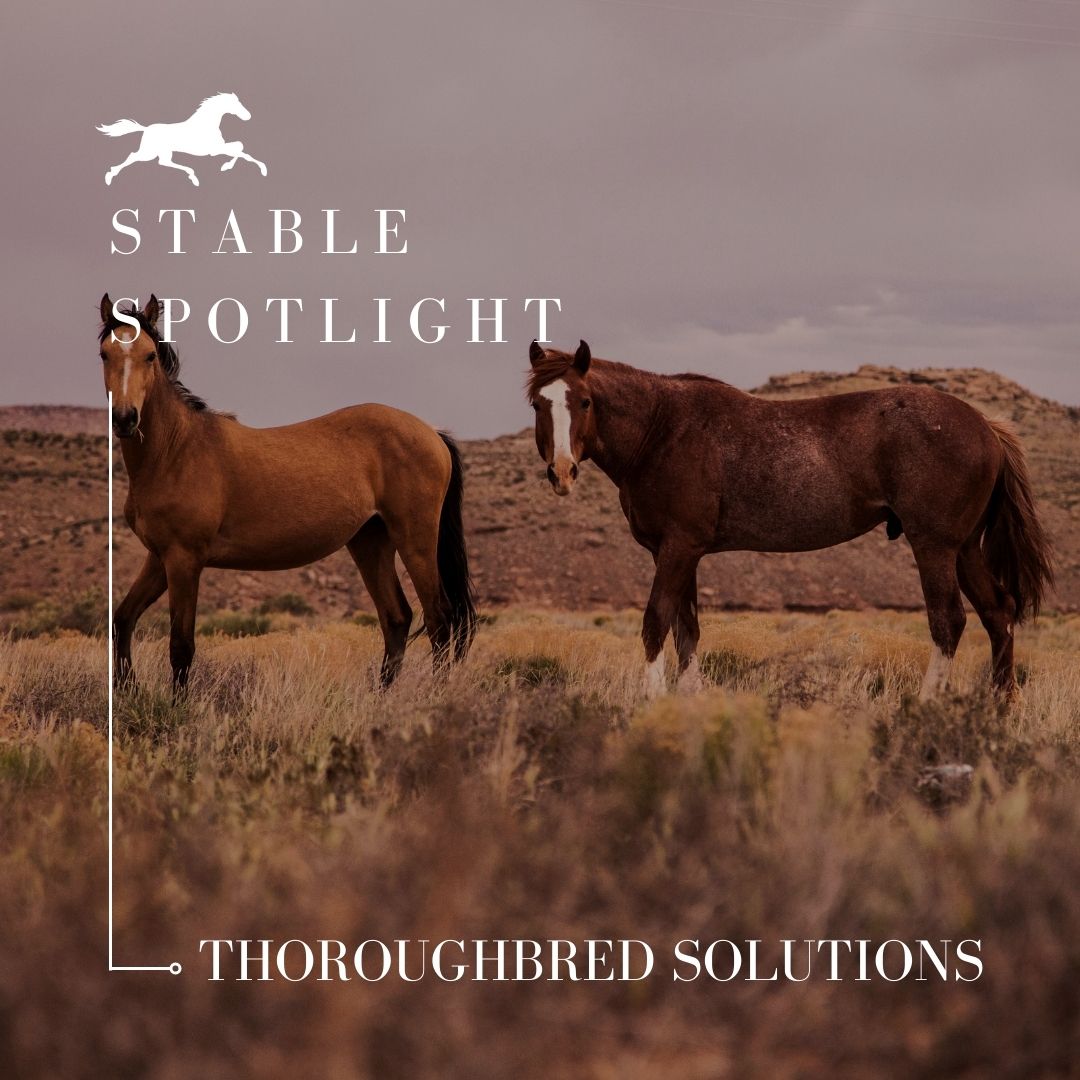 Stable Spotlight – Thoroughbred Solutions