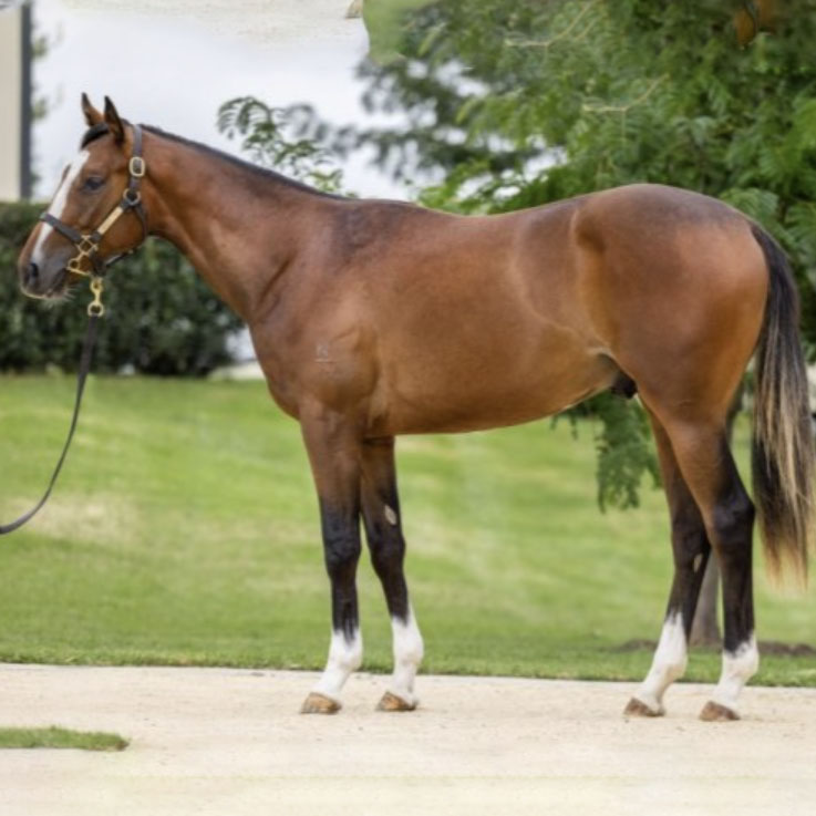 Feature Horse of the week – Zarak Filly