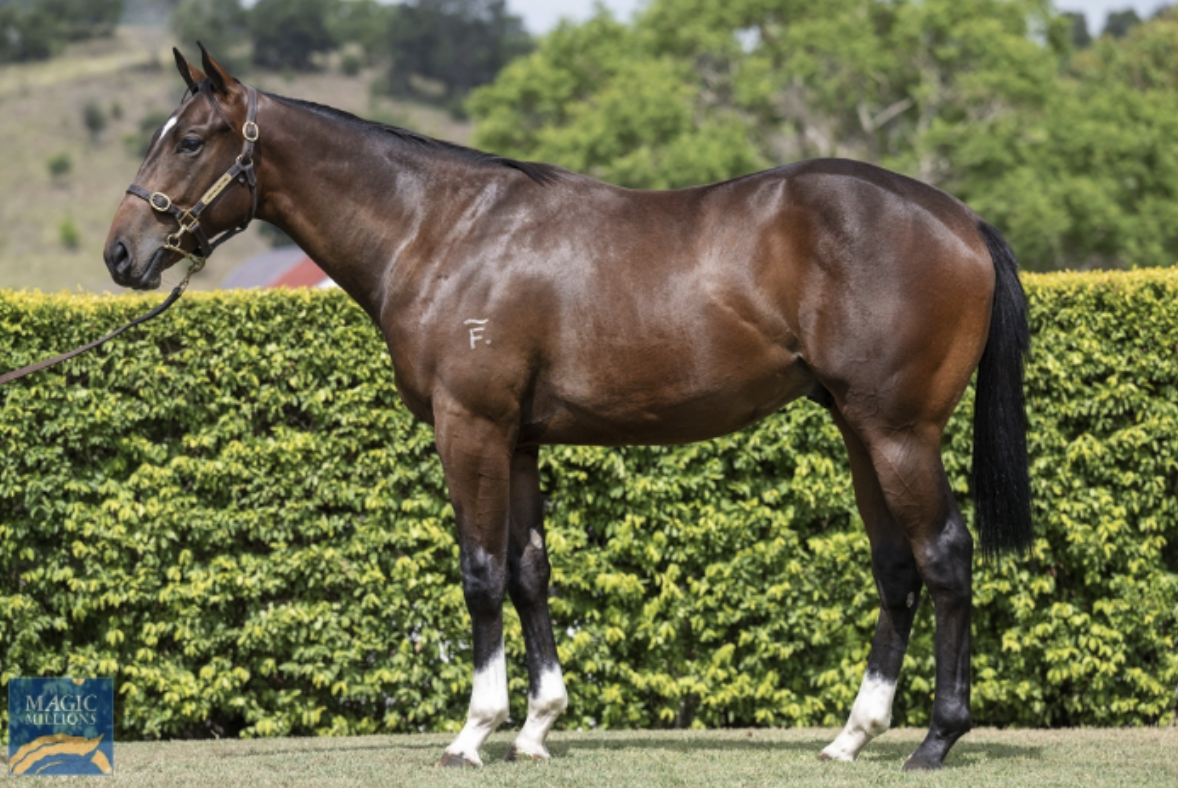 Tim Forster Racing Stable Spotlight - Desleigh Forster Racing | Thoroughbred Sales